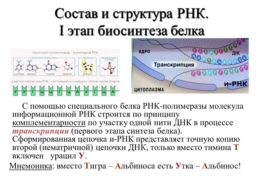 Биосинтез белка принцип комплементарности. Роль в биосинтезе белка РНК полимеразы. Биосинтез белка цепочка ДНК. Биосинтез белка этапы по нуклеотидам и РНК на ДНК.