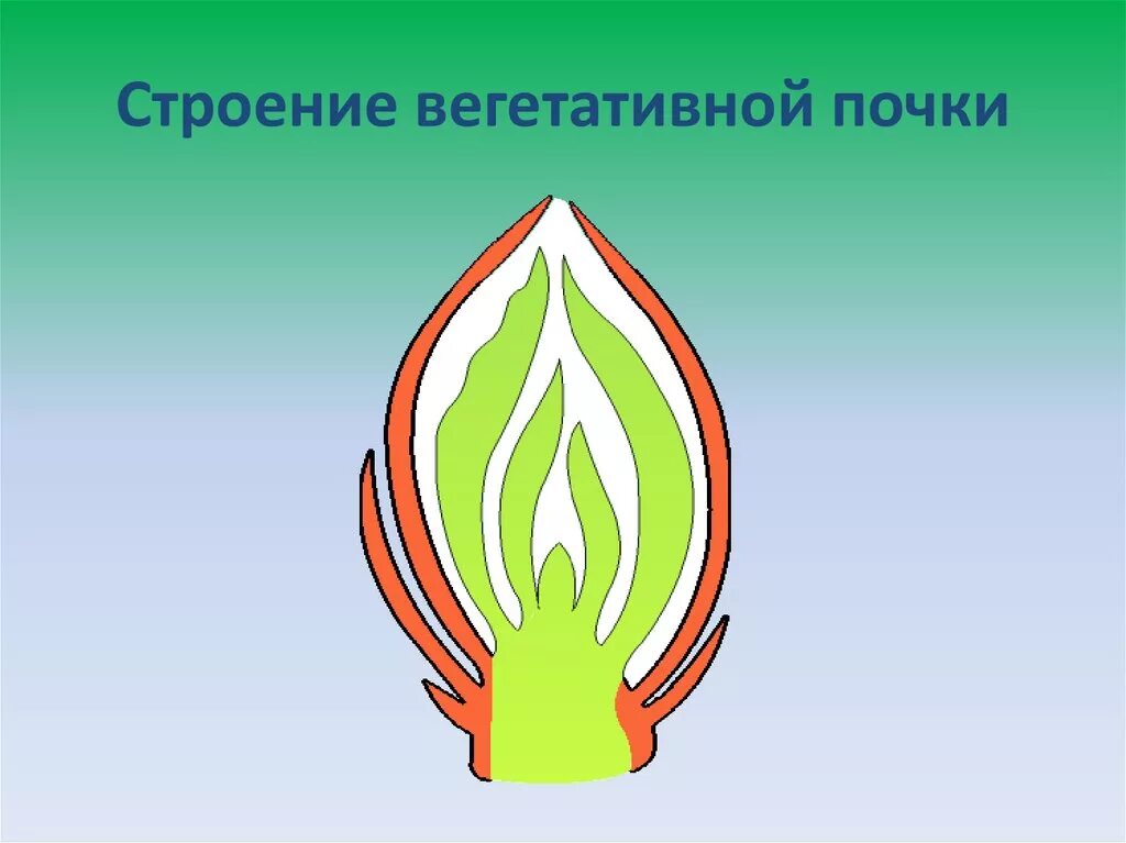 Рассмотрите изображение генеративной почки. Строение вегетативной почки растения. Вегетативная почка почка. Строение вегетативной и цветочной почек. Вегетативная точка биология.