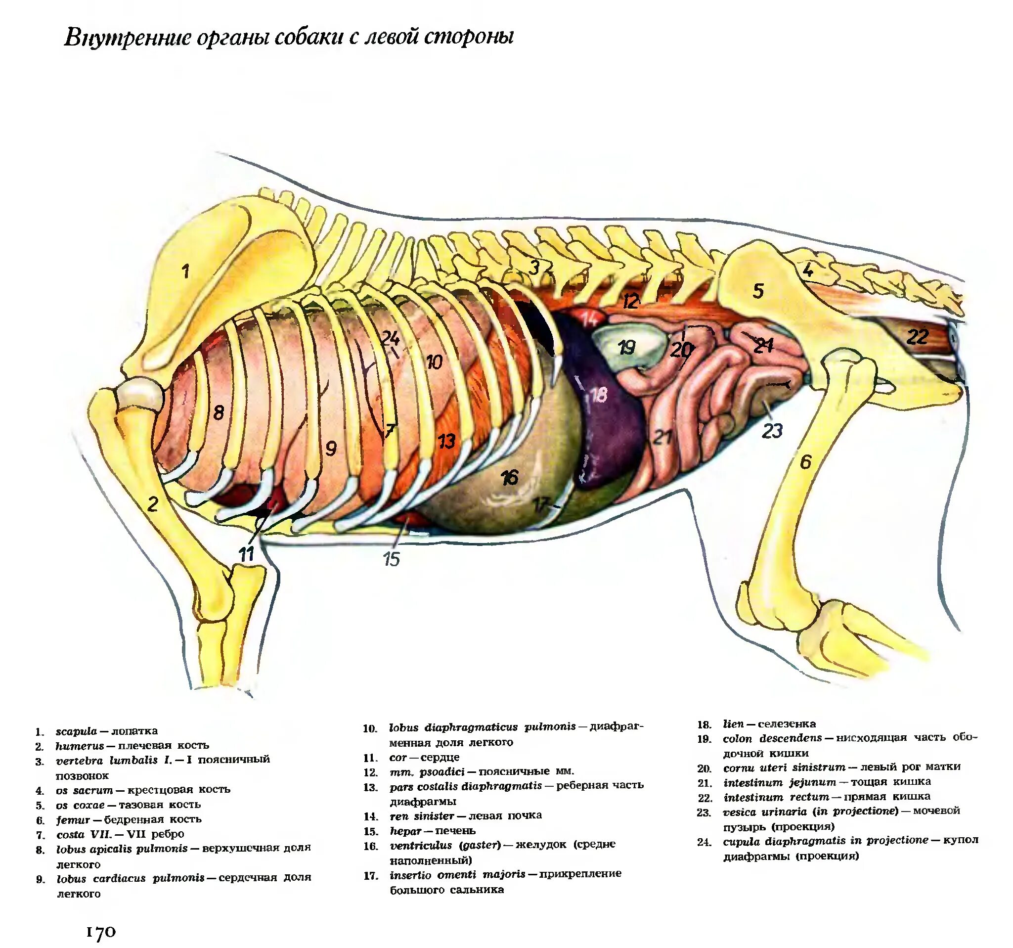 Общее строение организма животного это. Топография внутренних органов собаки. Расположение органов брюшной полости у собаки. Топография брюшной полости собаки. Строение внутренних органов кота брюшная полость.