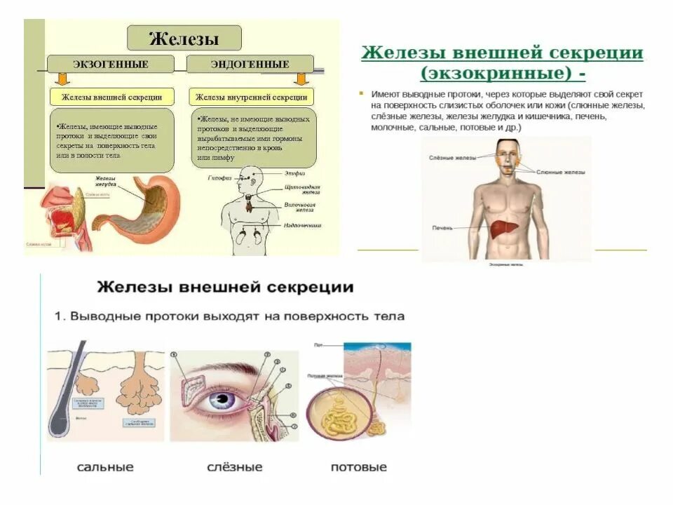 Железы внутренней секреции человека 8 класс биология. Болезни эндокринной системы человека. Железы внутренней и внешней секреции. Секреции эндокринных желез. Железы смешанной секреции имеют протоки