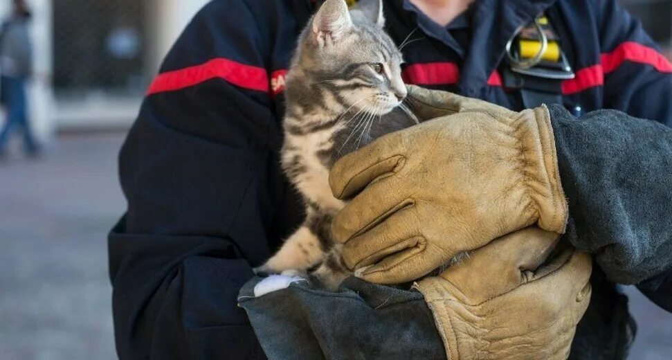 Спасение кошки их огня. Коты профессии. Спасение котенка из пожара. Кошечки спасают