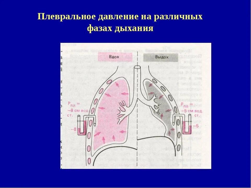 Плевральное давление. Плевральное давление при вдохе и выдохе. Давление в плевральной полости. Давление в плевральной полости физиология.