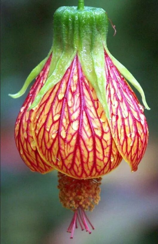 Stenocarpus sinuatus. Красивые экзотические цветы. Про редкий цветок. Цветы необычной красоты. Необычные цветы.