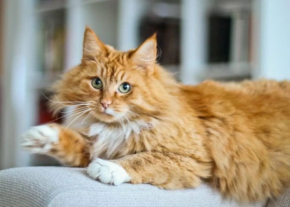 норвежская лесная кошка рыжая. норвежский лесной кот рыжий. норвежский кот рыжий. рыжий кот норвежской лесной породы. норвежский кот рыжий.