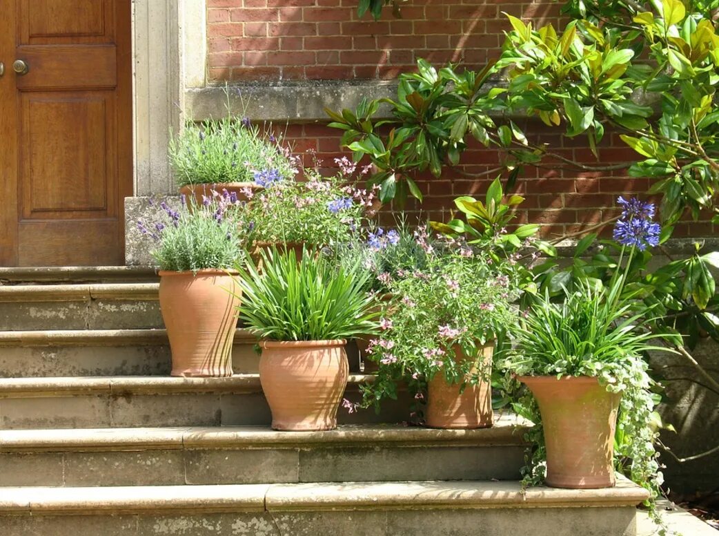 There are many flowers in the garden