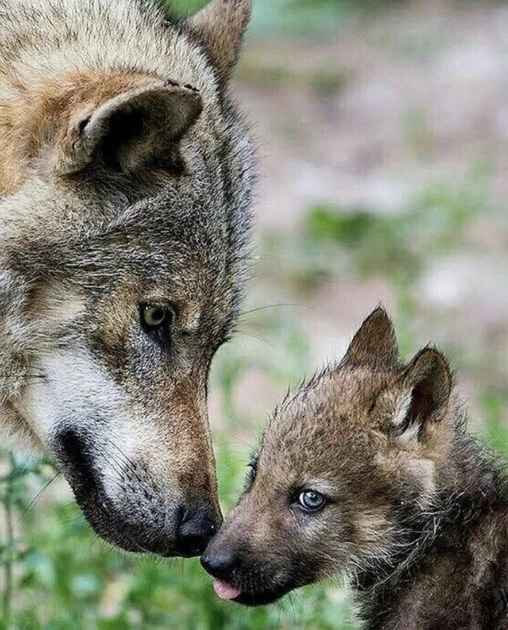 Волк с волчатами. Волчица с волчатами. Про маленького волчонка. Волк волчица и Волчонок. Beautiful wolves