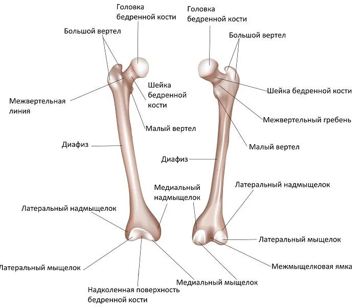 Строение бедренной кости анатомия на латыни. Бедренная кость малый вертел. Бедренная кость анатомия строение. Малый вертел бедренной кости латынь.