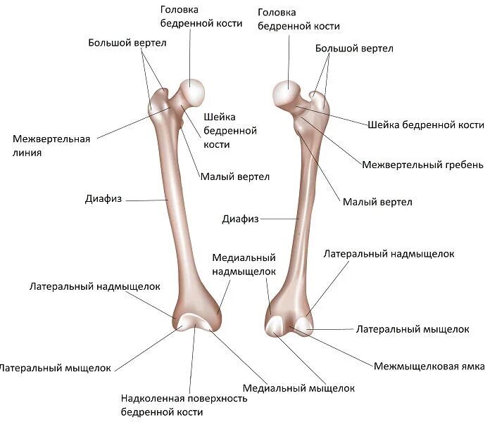 Проксимальной слабости