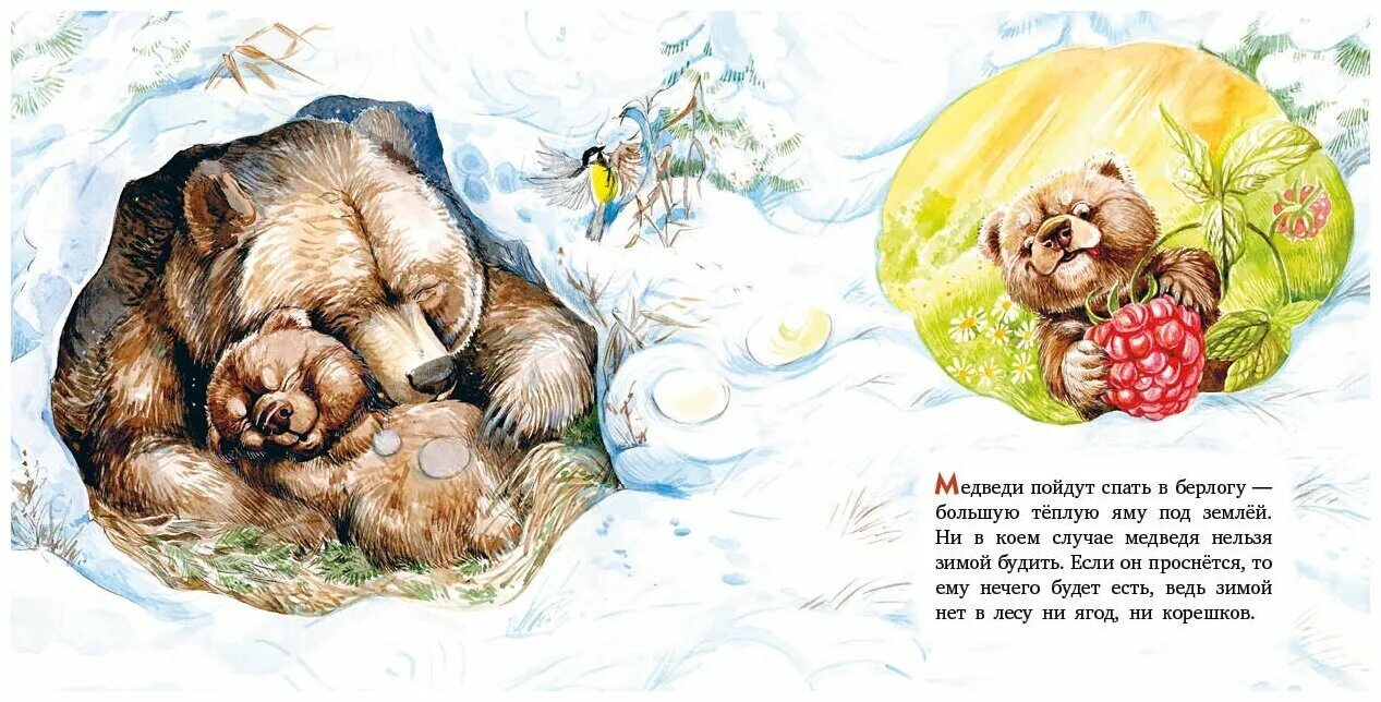 Просыпается в берлоге. Мишка в берлоге. медвежонок в берлоге. медведь зимой для детей. спящий медведь в берлоге.
