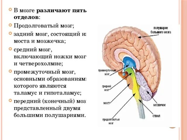 Промежуточный средний задний и продолговатый мозг функции. Продолговатый задний средний промежуточный мозг. Функции среднего продолговатого и промежуточного мозга. Промежуточный мозг строение.