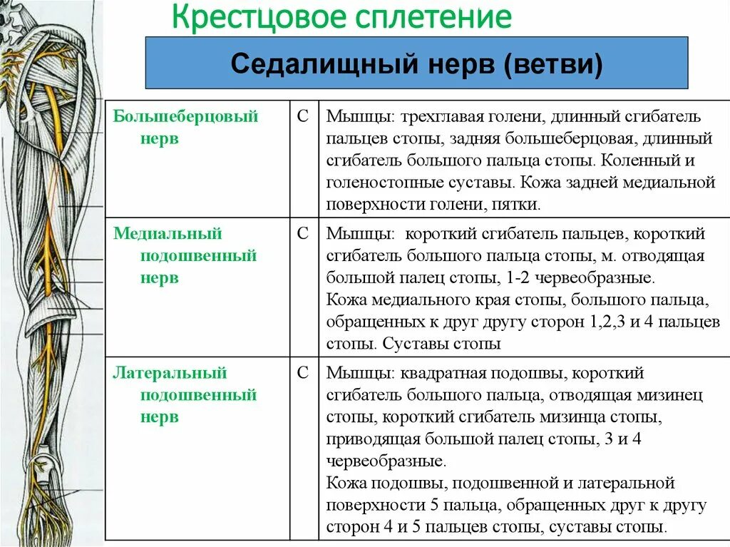 Поражение нервов нижних конечностей. Седалищный нерв нерв ветви. Крестцовое сплетение иннервирует таблица. Крестцовое сплетение схема иннервации. Область иннервации седалищного нерва.