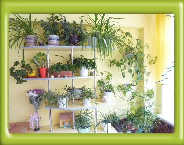 в школьном уголке природы. живой уголок в доу. в школьном уголке природы. в школьном уголке природы. зеленый уголок в детском саду.