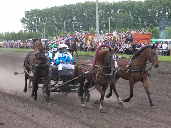 медведск черепановского района конюшни. ипподром в черепанова новосибирская область. погода в черепановском районе новосибирской. село украинка черепановского района новосибирской области. коневодство новосибирской области.