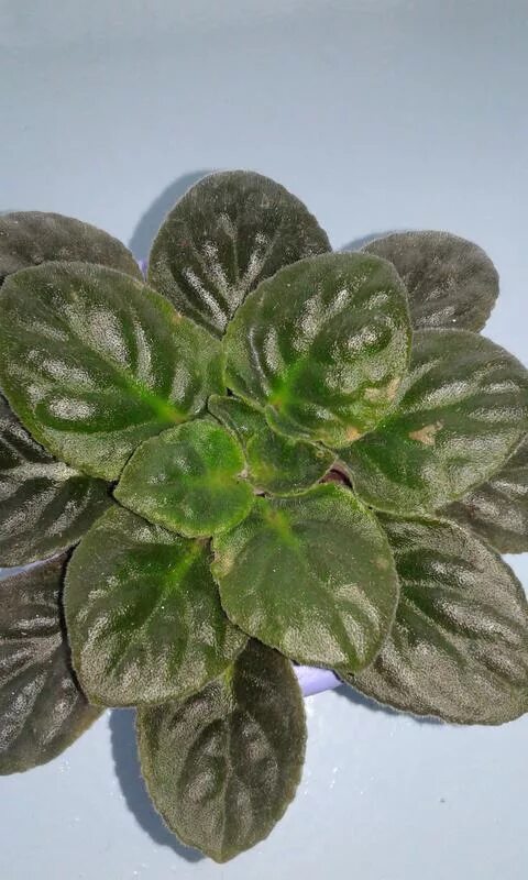 вирус пятнистости листьев фиалки. белые точечки на листьях фиалки. антракноз фиалки. желтые пятна на листьях фиалки. полосы на листьях фиалки.