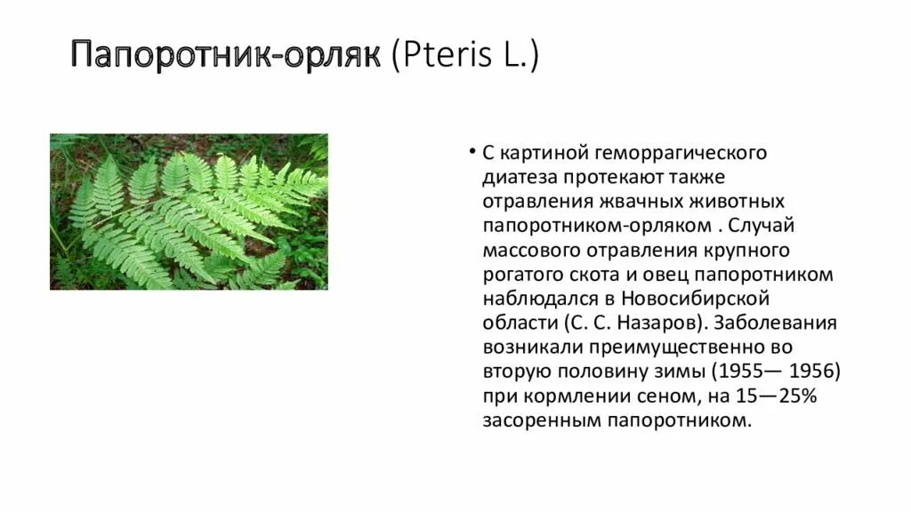 Какой тип питания характерен для орляка. Папоротник орляк обыкновенный. Папоротник орляк описание. Орляк обыкновенный сорусы. Орляк обыкновенный характеристика.