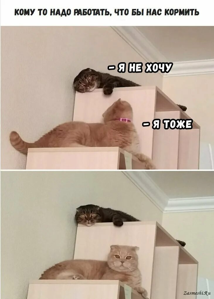Мем кот а. Мемы с котами. мемы с котами и надписями. кот мем. смешные мемасы с котанами.