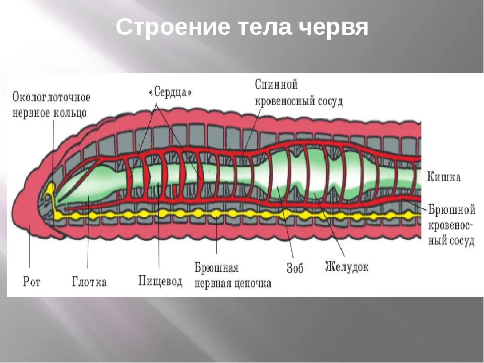 Рисунок строения червя. Кольчатые черви строение тела внешнее. Пищеварительная система червяка дождевого. Строение кольчатых червей 8 класс. Анатомия кольчатого червя.