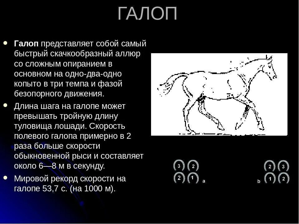 Сколько бежит лошадь. Скорость движения лошади. Аллюры лошадей. Максимальная скорость лошади. Типы бега лошади.