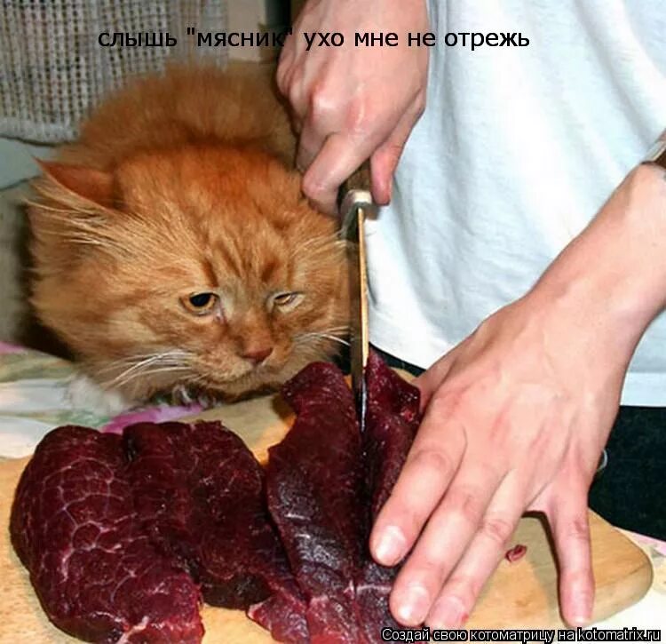 Не хочется есть мясо. Кот и кусок мяса смешное. Кот наелся.