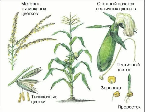 Кукуруза тип соцветия. Строение початка кукурузы. пестичные цветки кукурузы. кукуруза строение растения. соцветие початок кукурузы.