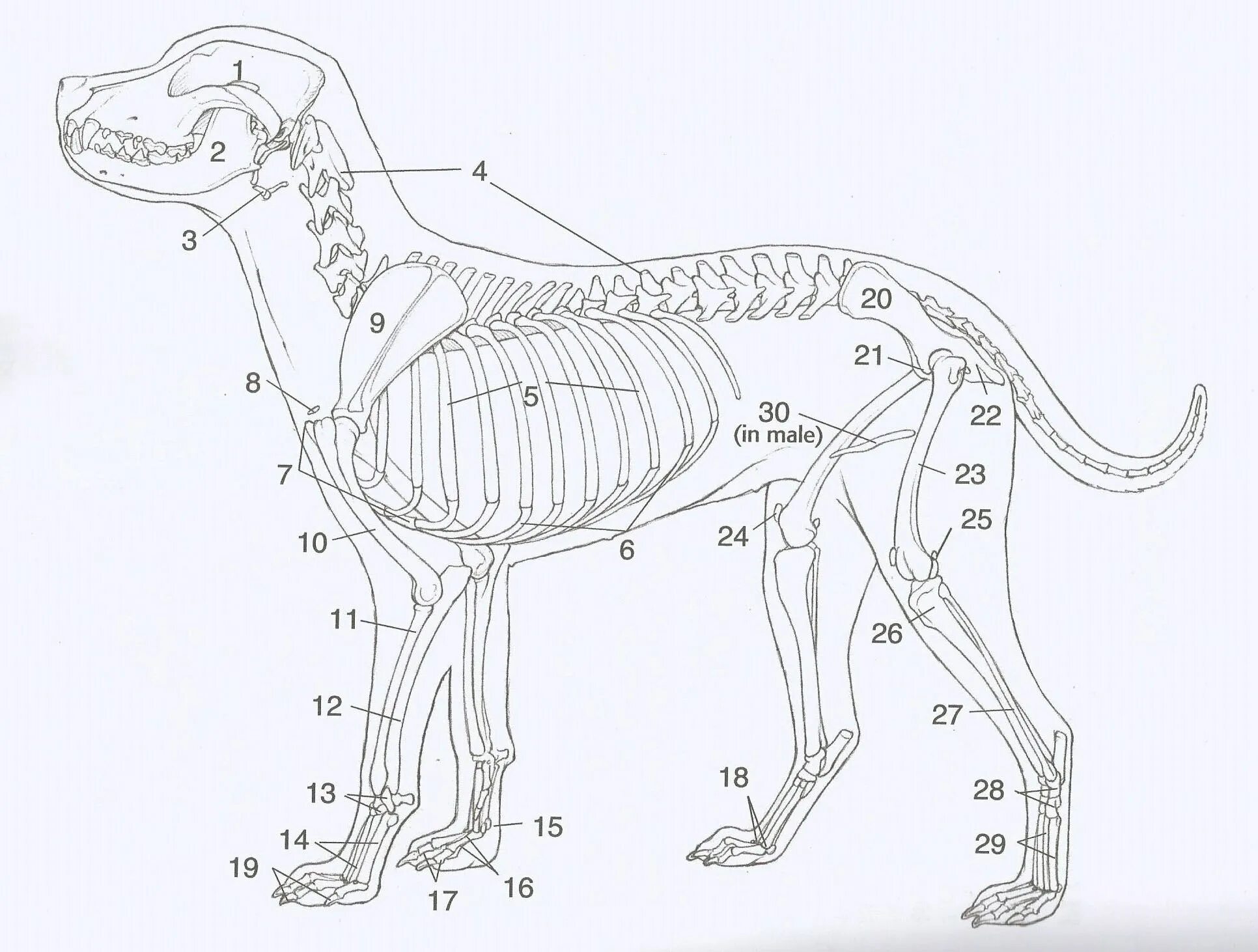 Схема собаки рисунок. Анатомия собаки анатомия собаки. Строение скелета собаки спереди. Анатомия собаки Ветеринария. Анатомия пищеварительной системы собаки.
