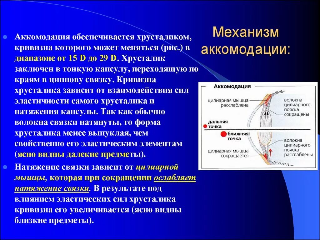 Какие характеристики хрусталика обеспечивают его аккомодацию