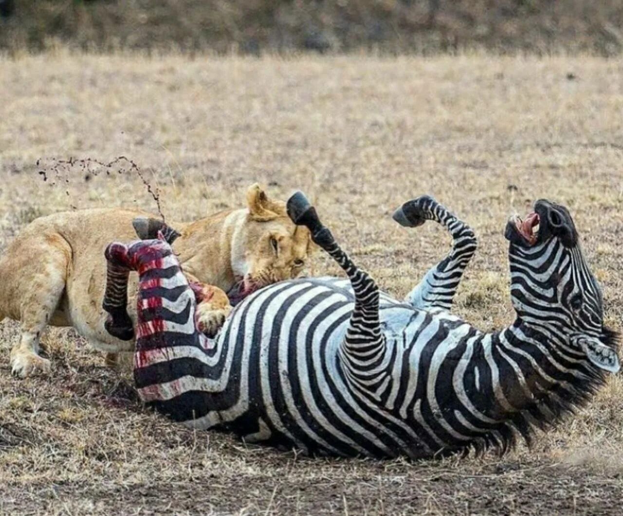 Тигр лев крокодил. Зебра охотятся. Охота на зебру.