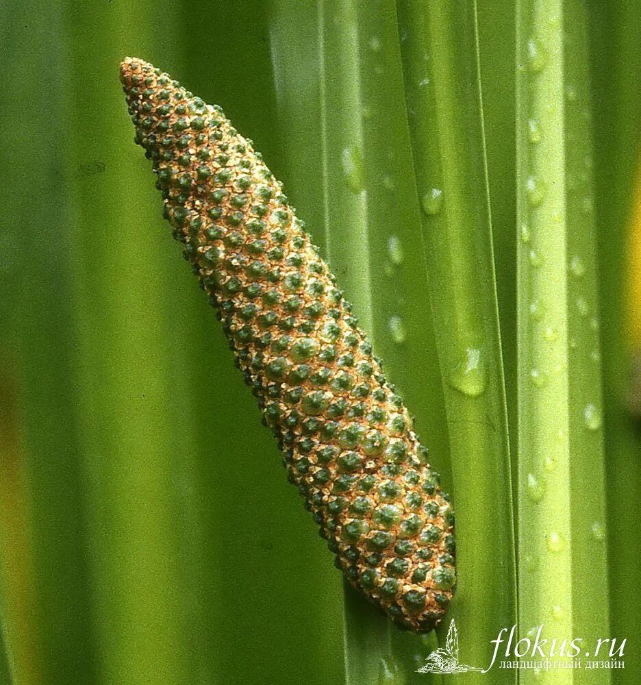 Acorus Calamus. АИР обыкновенный. Acorus Calamus l. Acorus Calamus Dry.