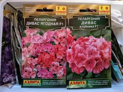 Пеларгонии на озоне