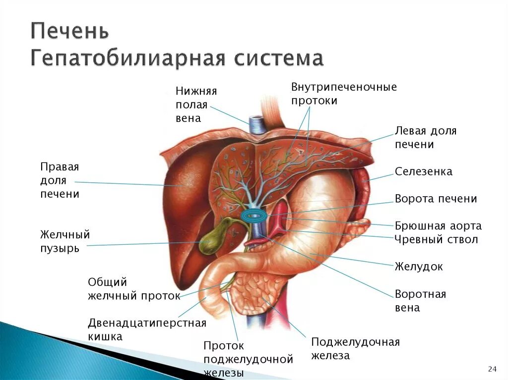 Гепатобилиарная зона что это