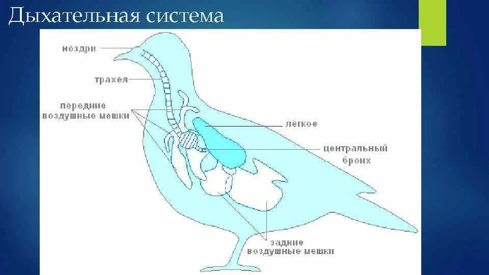 Какую функцию выполняют воздушные мешки. Схема строения дыхательной системы птиц. Система органов дыхания птиц схема. Схема дыхательной системы птицы рис 158. Особенности строения дыхательной системы птиц.