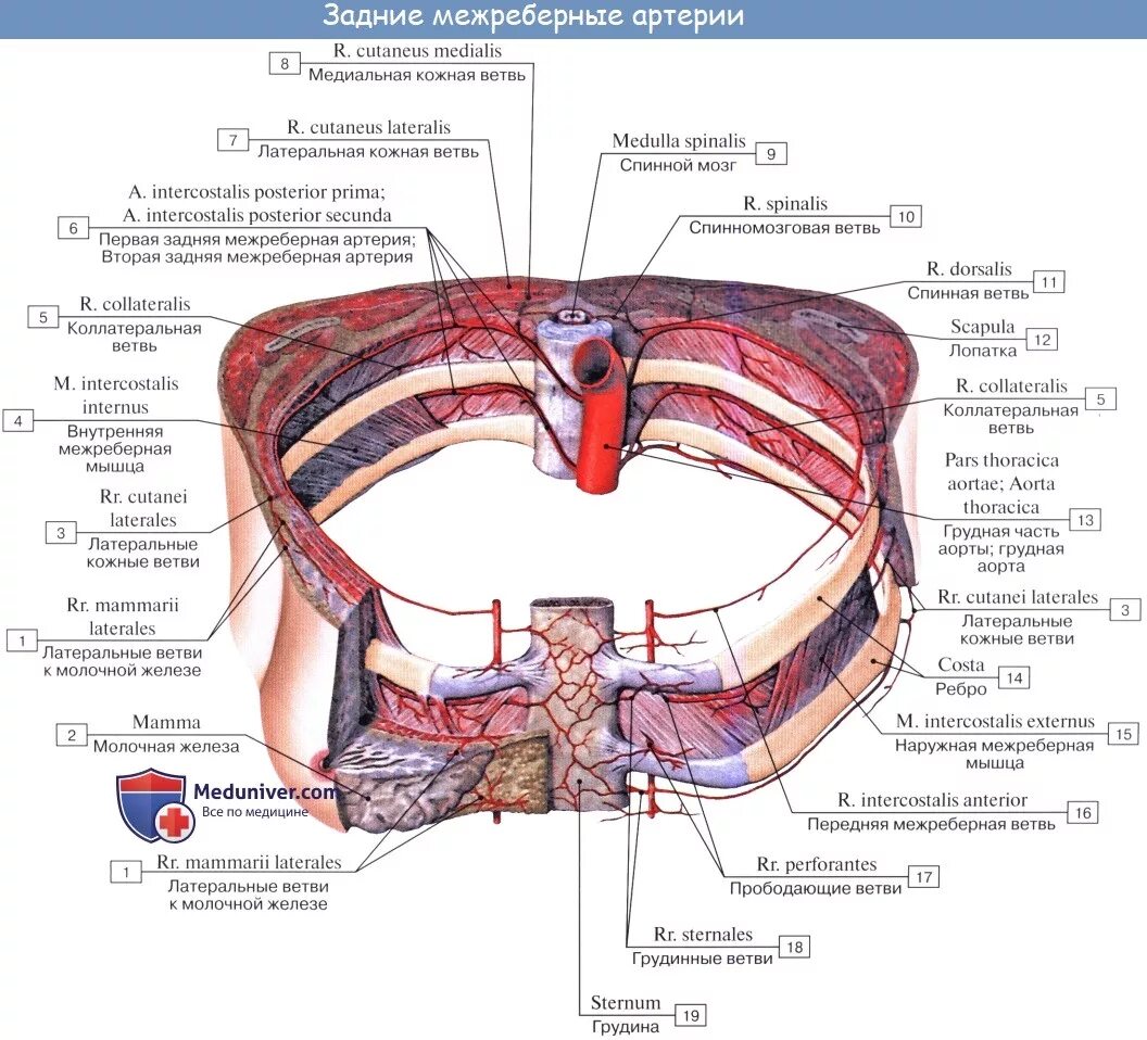 Топография внутренних грудных и межреберных сосудов. Париетальные ветви грудной аорты. Межрёберные перфорантные артерии. Межреберная артерия топографическая анатомия. Пересадка латынь