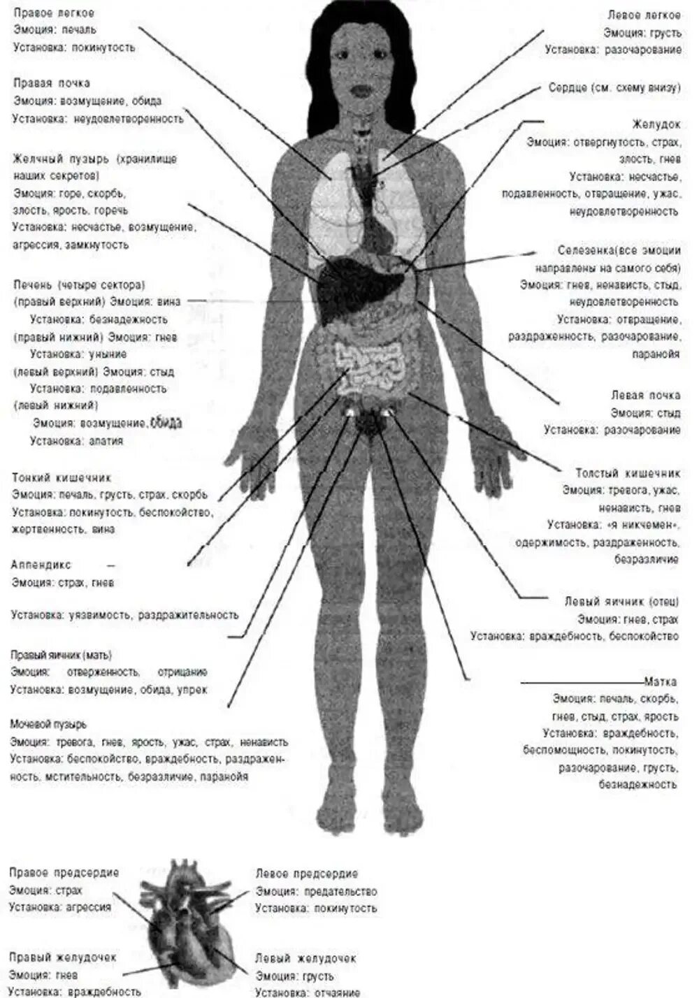 Психосоматика левая сторона у женщин. Кэрол Ритбергер сигналы тела. Эмоции и болезни тела. Части тела и эмоции. Эмоции и болезни органов.