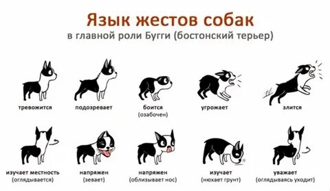Жесты собаки