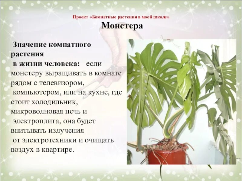 Какова жизнь листа