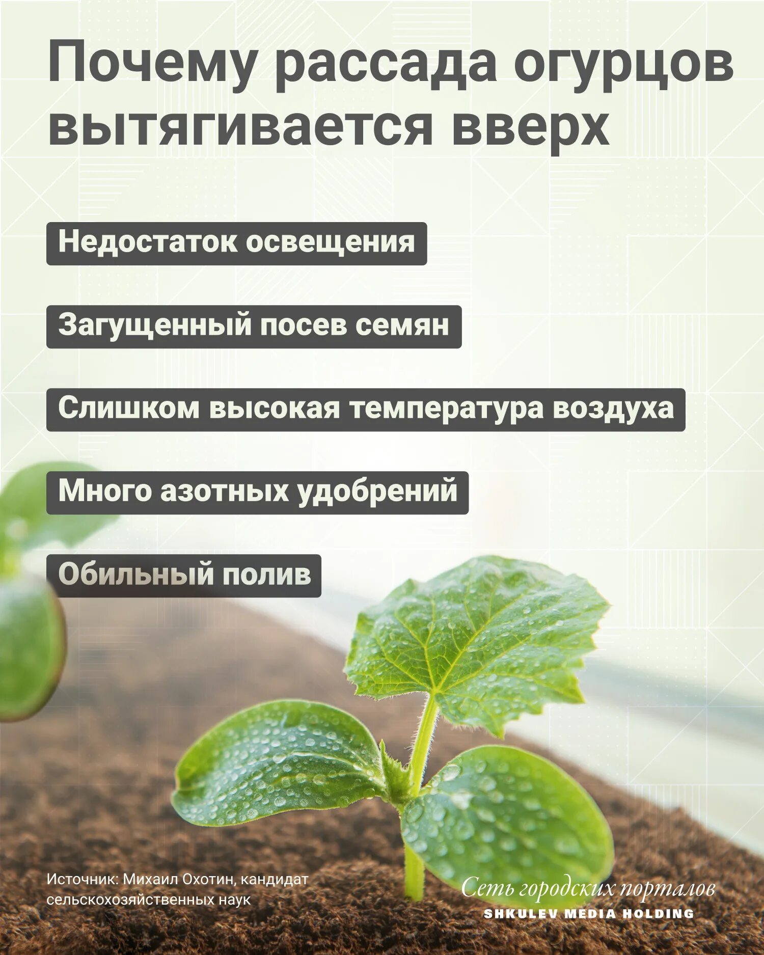 Огурцы вытянулись в рассаде как сажать. Огурцы рассада. огуречная рассада вытянулась. рассада огурца по дням. рассада огурцов вытянулась.
