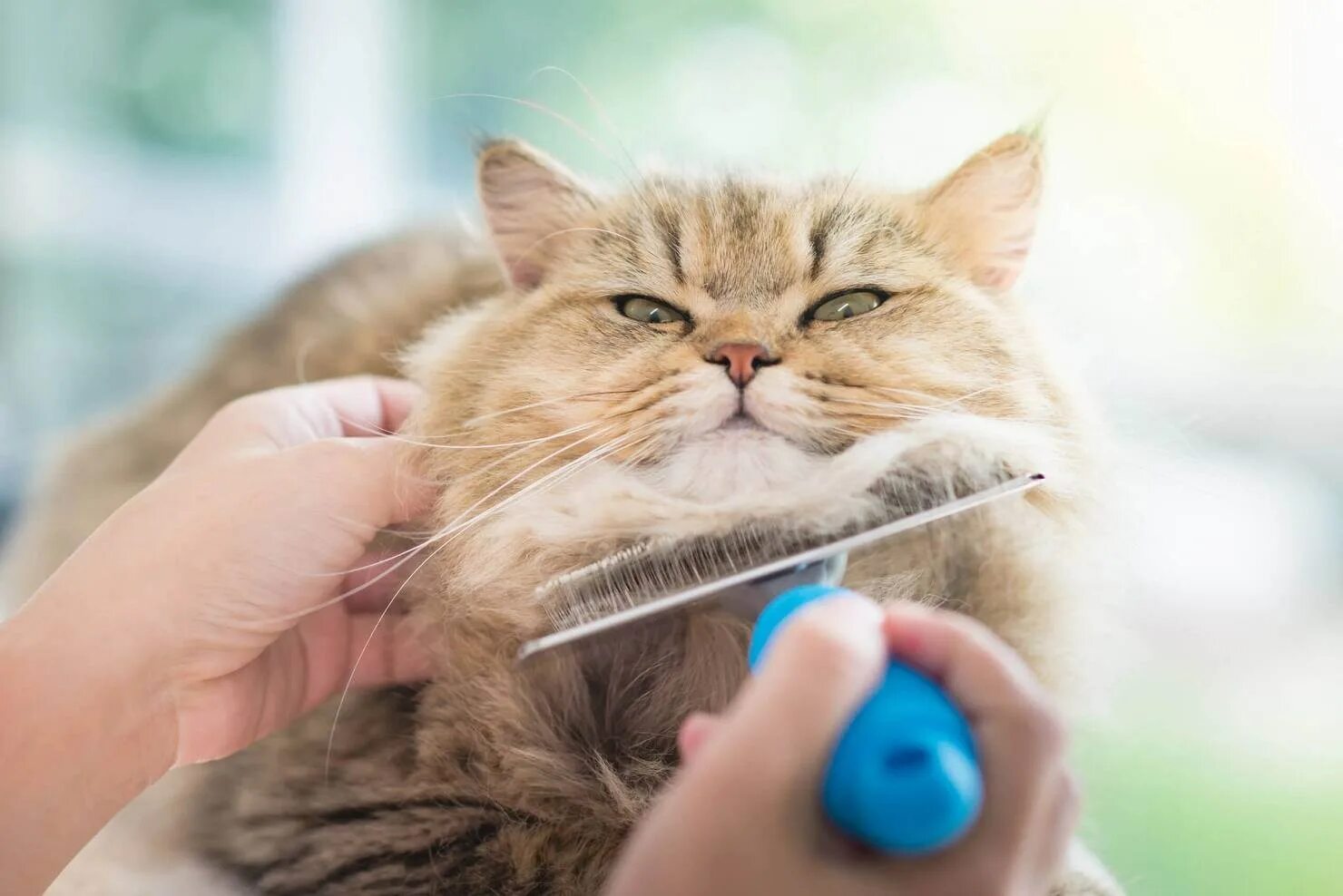 Кота причесывают. Расческа для колтунов у кошек. Расческа для кота. Кошка линяет. Ухаживание за кошкой.