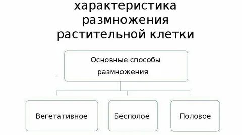 Размножение клеток растений