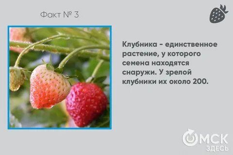 Клубника афоризмы
