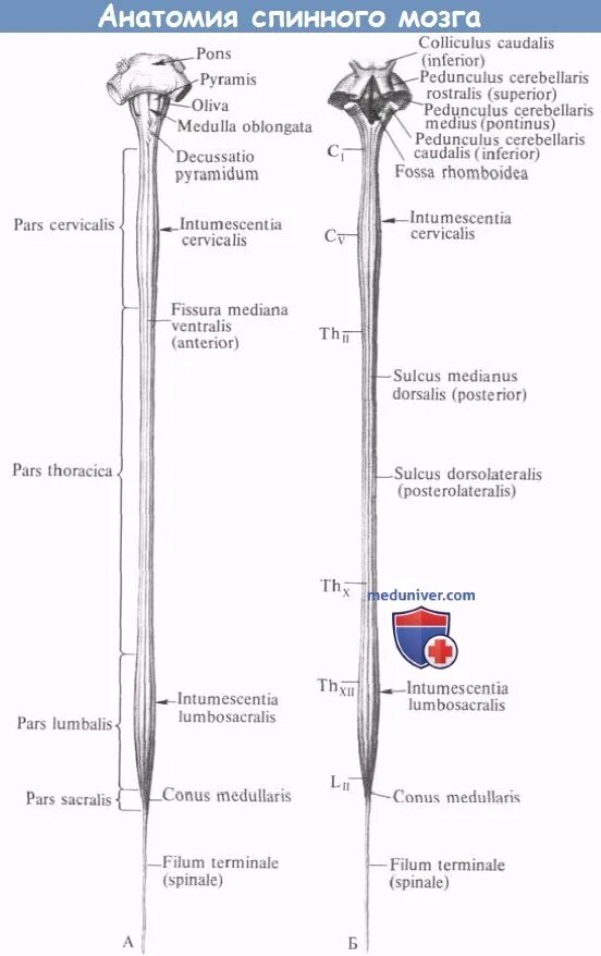 Передний столб спинного мозга. Спинной мозг анатомия. Sulcus posterolateralis спинного мозга. Conus medullaris спинного мозга bolezni. Строение спинного мозга человека sulcus posterolateralis.