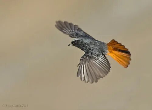 Pin on Birds
