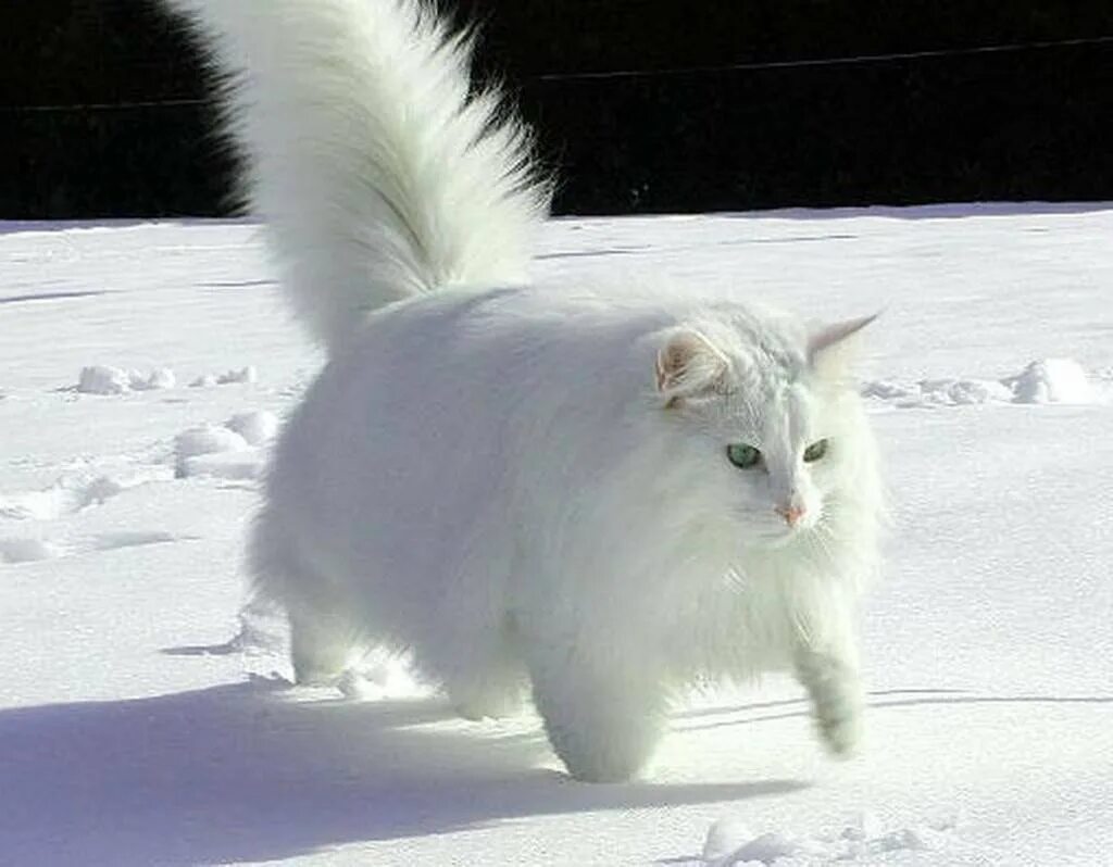 Белый кот в снегу. Сибирский кот белый. кот снежок. белая кошка на снегу. кошка снежка.
