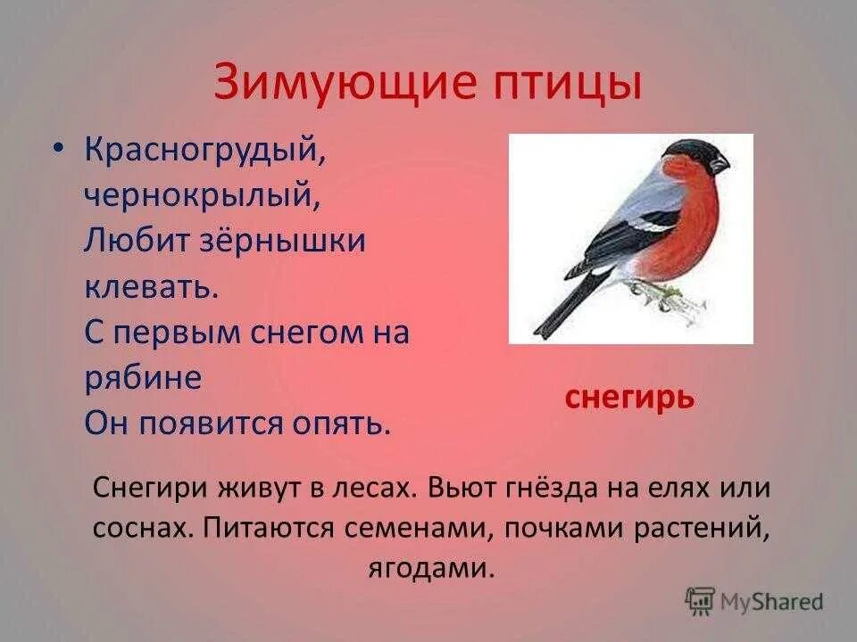 Снегирь птица предложение