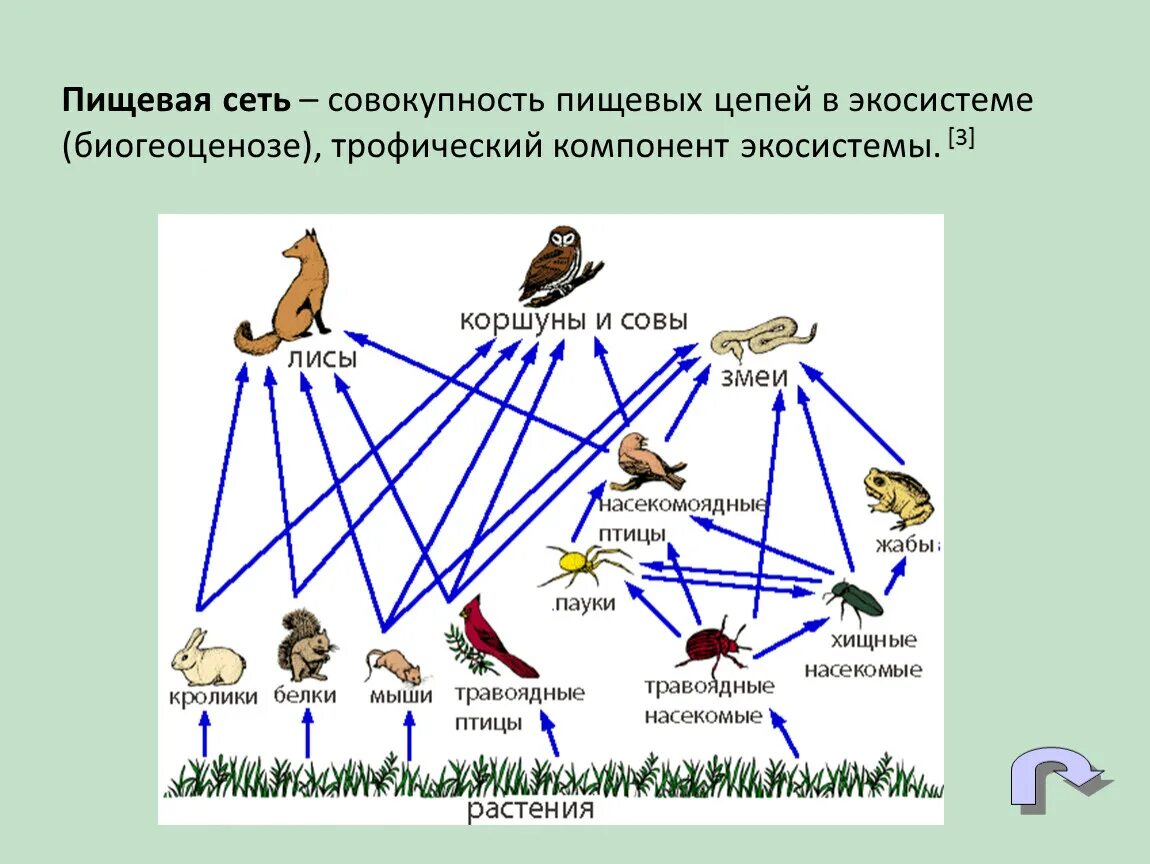 Звенья пищевой цепи биология 5 класс. Пищевая сеть это в биологии. Схема трофической цепи. Пищевая сеть 5 класс биология. Пищевая сеть экосистемы.