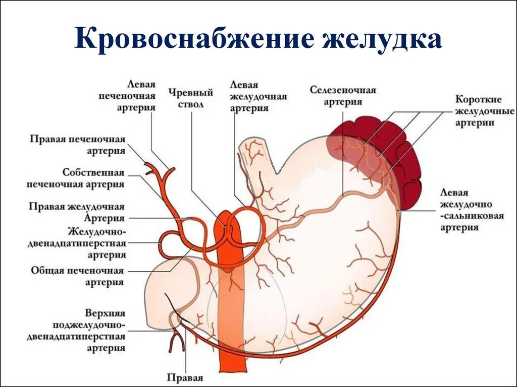 Точка кровообращения. Ветвь желудочно-дуоденальной артерии. Кровоснабжение желудка топографическая анатомия. Левая желудочно сальниковая артерия анатомия. Левая желудочно-сальниковая артерия является ветвью.