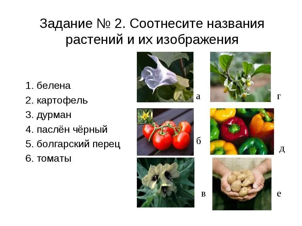 Растения семейства пасленовых ответ. Овощи семейство пасленовых таблица. Овощи семейства пасленовых перечень. Пасленовые семейство цветковых. Характеристика семейства Пасленовые.