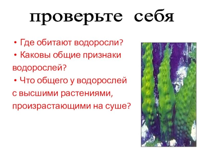 Каков основной признак водорослей. Где обитают водоросли. Чего нет у водорослей. Каковы Общие признаки водорослей. Водоросли обитающие на суше.