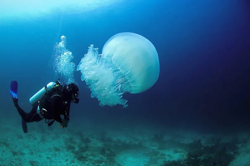 Номура. Арктическая медуза цианея. Медуза цианея гигантская и человек. Медуза Номура. Самая большая медуза в мире.