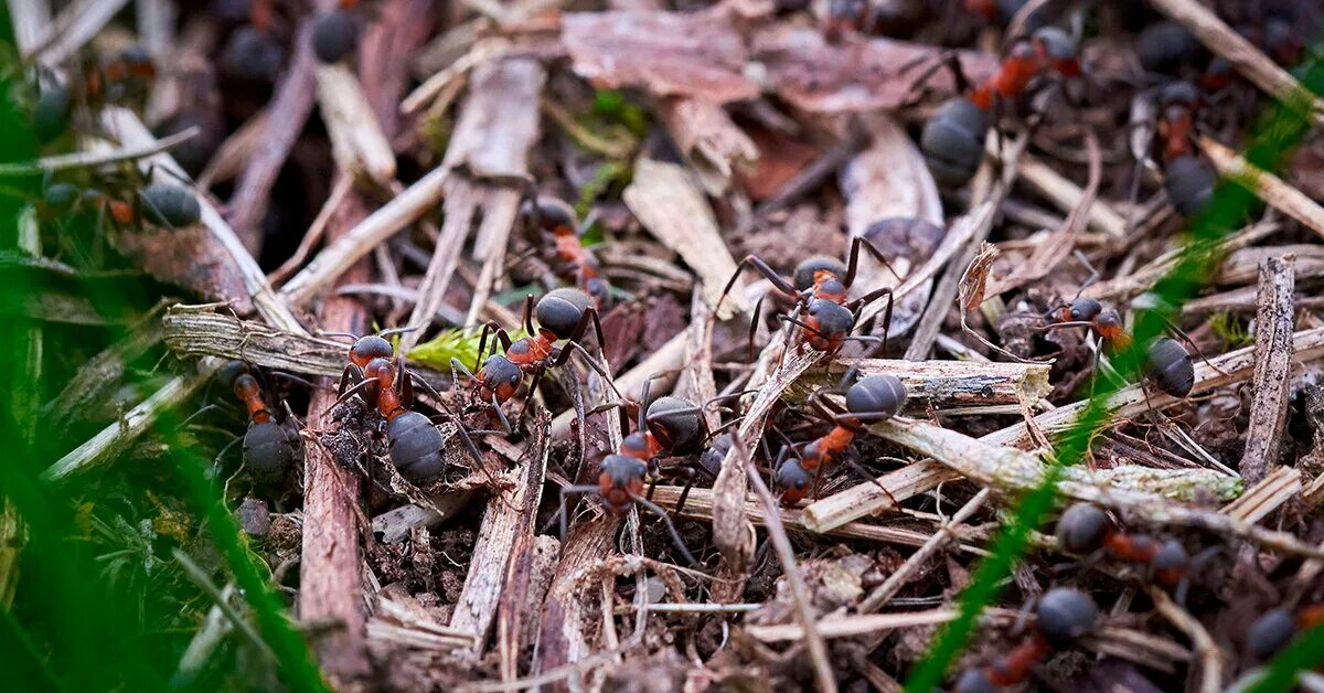 Садовые муравьи Муравейник. Фараоновые муравьи Муравейник. Съедобные муравьи. Муравьи в огороде.
