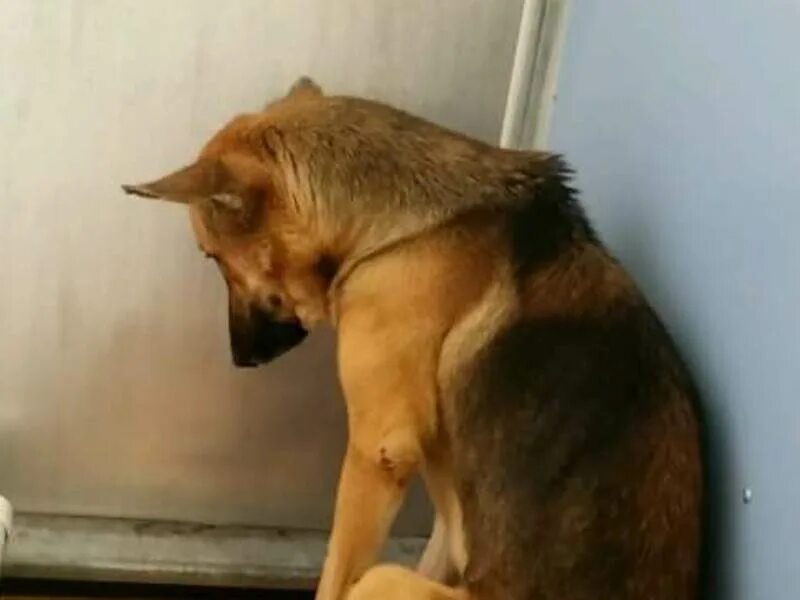 Собака в депрессии. Расстроенная собака. Плачущая собака. Психические расстройства у собак. Депрессия у гибридов